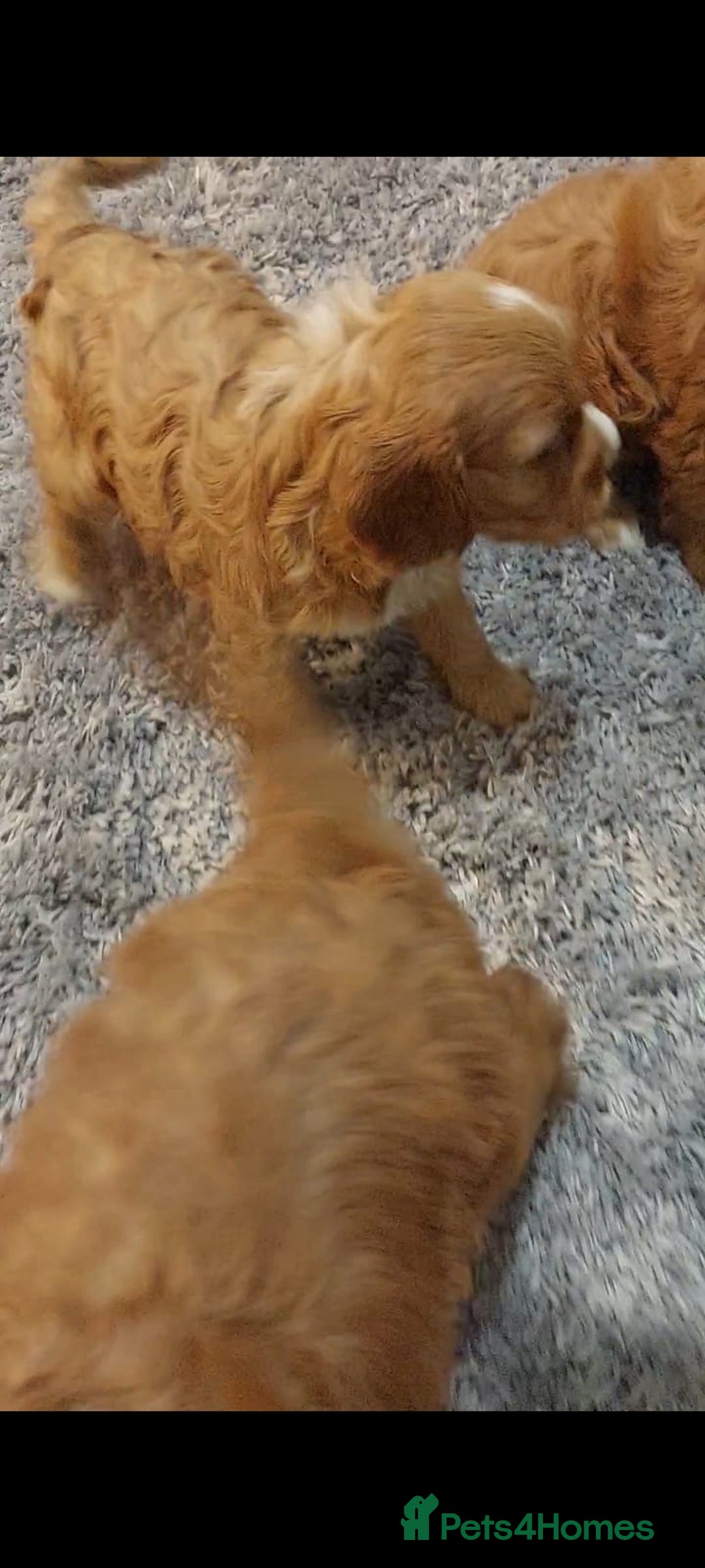 Cavapoo dogs for sale: CAVAPOO F1 puppies ready for new homes now  - Image 5