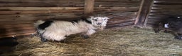 Goats livestock for sale: Flock of Pigmy goats for sale - Advert 12