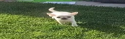 Chihuahua dogs for sale: Miniature  **  Chihuahua (Applehead) in Whitley Bay - Advert 12