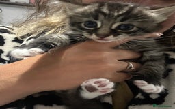 Brazilian Shorthair cats for sale: Kittens for sale  - Image 14