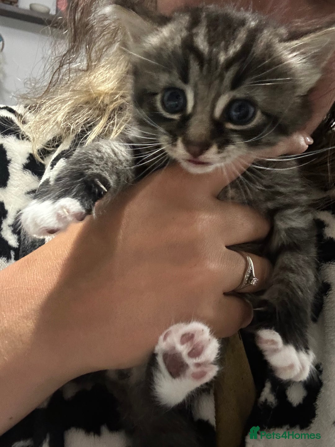 Brazilian Shorthair cats for sale: Kittens for sale  - Image 14