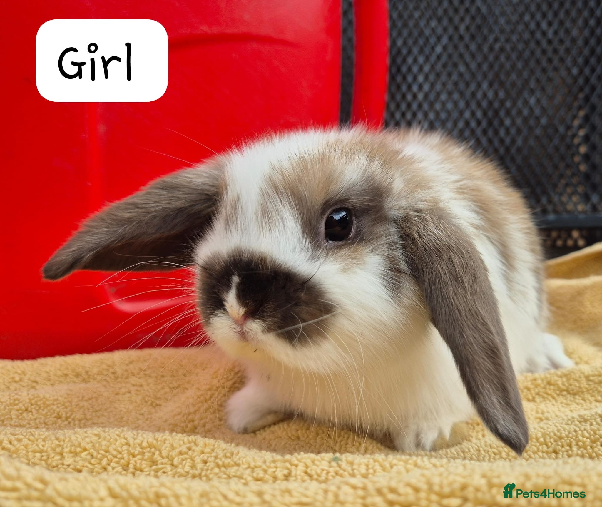 Mini Lop rabbits Beautiful Mini Lops 8 weeks old ready now  - Advert 1