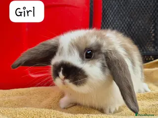 Mini Lop rabbits Beautiful Mini Lops 8 weeks old ready now - Advert 1