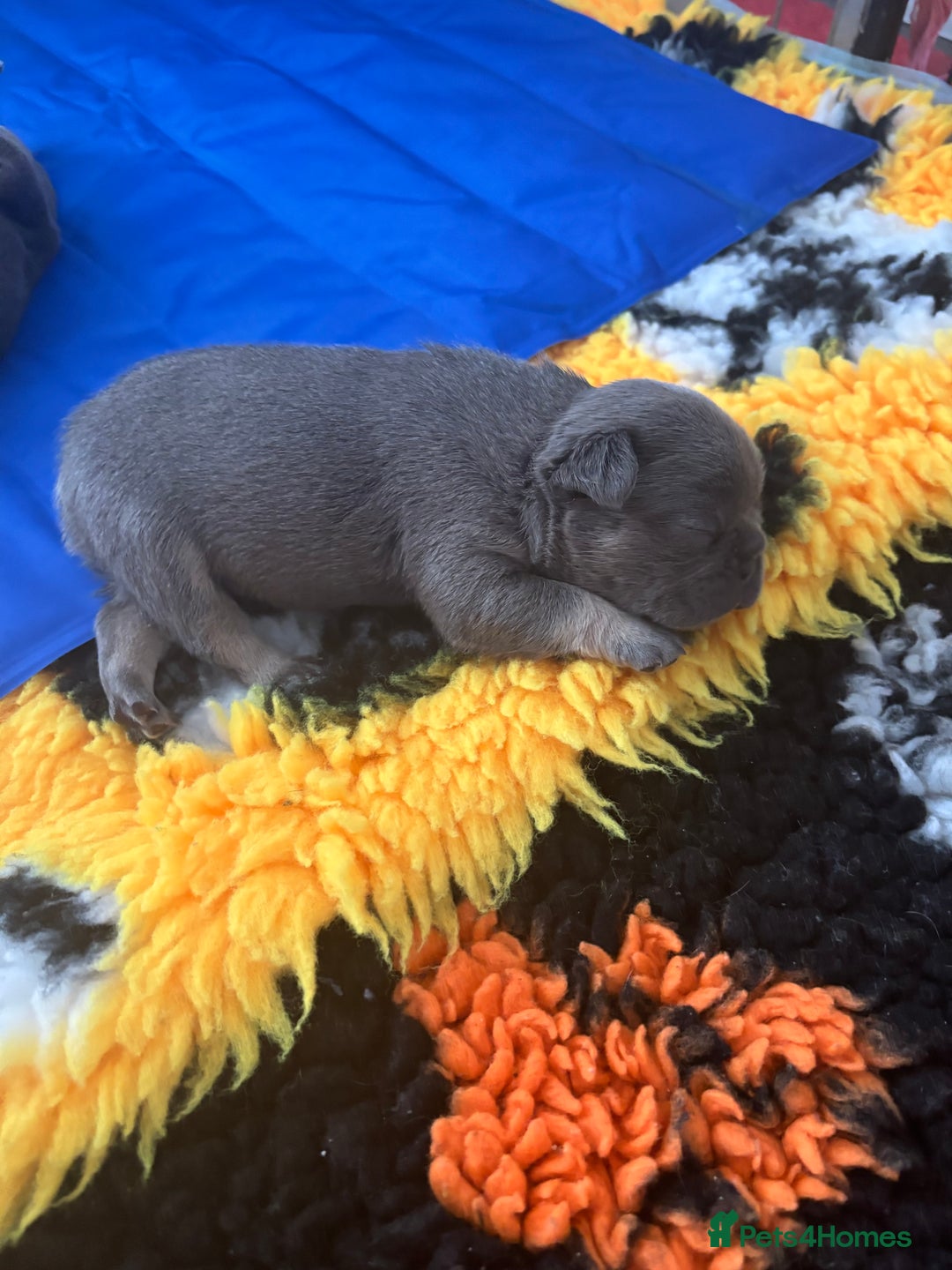 French Bulldog dogs for sale: 3 Female French bulldog puppies  - Image 16