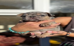 French Bulldog dogs for sale: Accepting Reservations 4 Girls,2 Boys Available  - Image 4