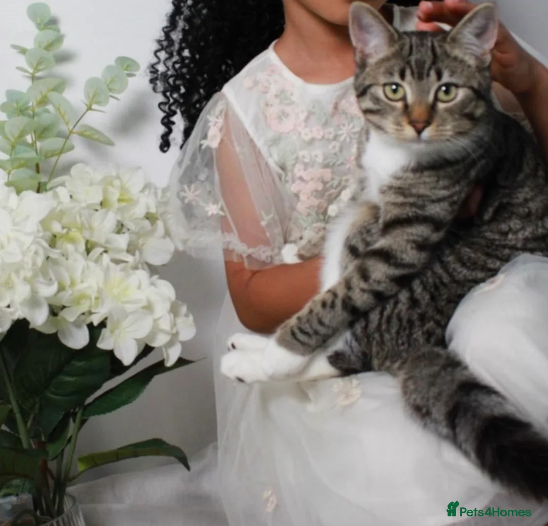 Mixed Breed cats for sale: 6 Beautiful Kittens – 4 Boys & 2 Girls Ready Soon in Doncaster - Advert 1