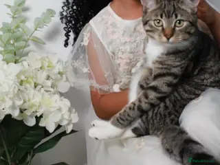 Mixed Breed cats 6 Beautiful Kittens – 4 Boys & 2 Girls Ready Soon - Advert 1