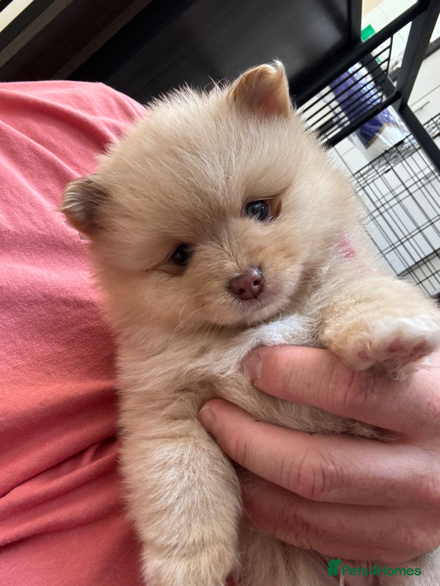 Pomeranian dogs Puppy’s ready in 10 days grab them before they go  - Advert 5