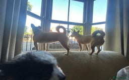 Mixed Breed dogs for sale: Jackawawa 1 year old Hugo - Image 14