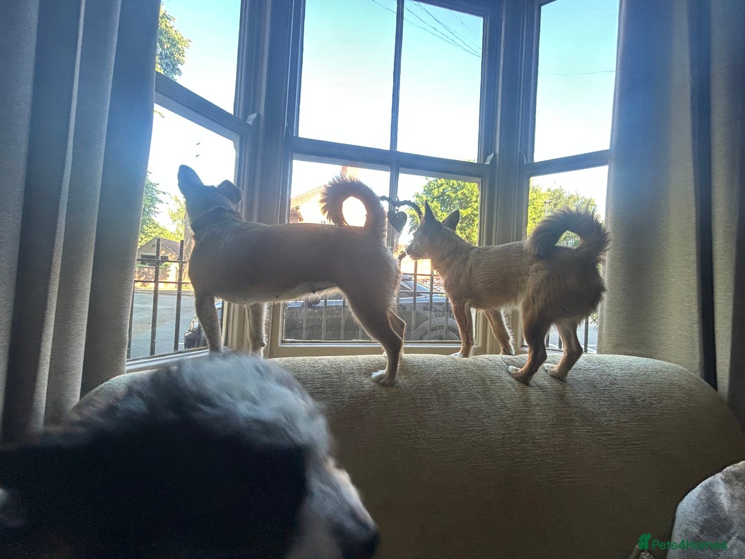 Mixed Breed dogs for sale: Jackawawa 1 year old Hugo - Image 14