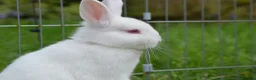 Netherland Dwarf rabbits for sale: Male Netherland Dwarf Rabbit - Advert 4