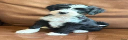 Tibetan Terrier dogs for sale: Beautiful Kc Registered Tibetan Terrier Puppies - Advert 24