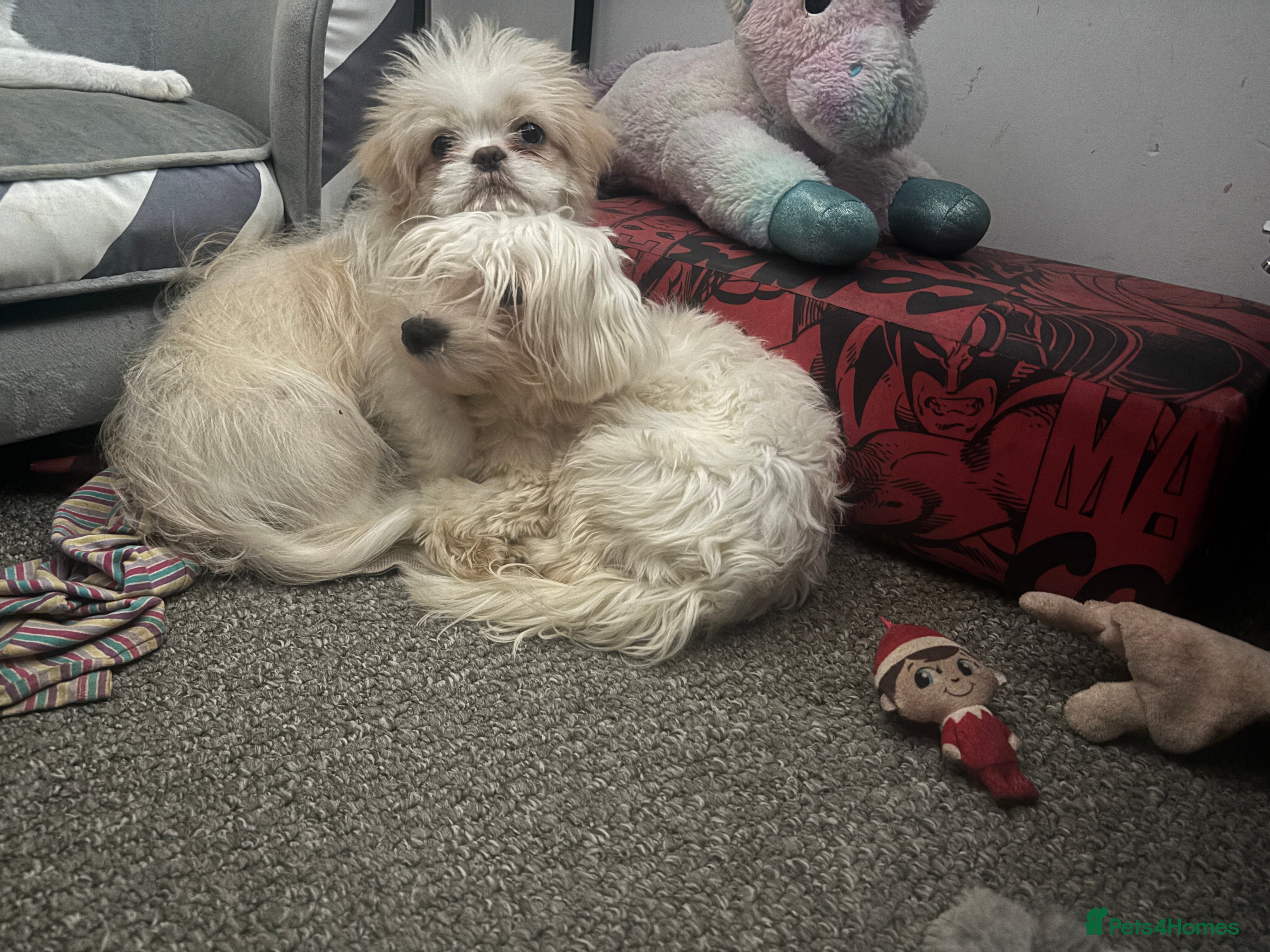 Shih Tzu dogs Lovely Shih Tzu x pug girl - Advert 1