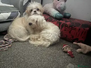 Shih Tzu dogs Lovely Shih Tzu x pug girl - Advert 1