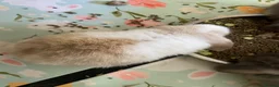 Mini Lop rabbits for sale: Beautiful mini lop babies - Advert 7