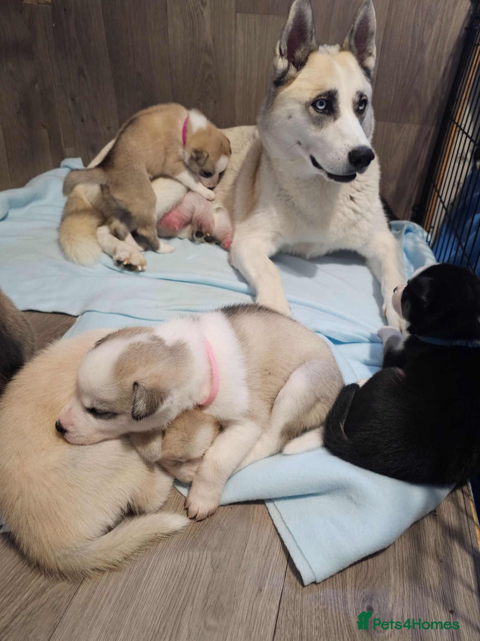 Huskita dogs Puppies for sale  - Advert 6
