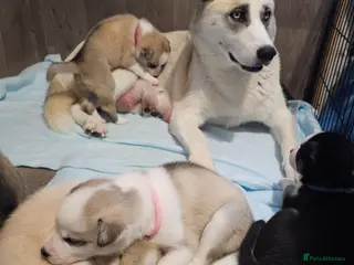 Huskita dogs Puppies for sale - Advert 1