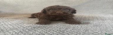 Labradoodle 2