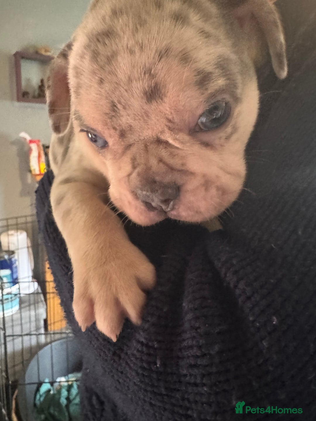French Bulldog dogs for sale: 🐶 Stunning Merle Lilac Fawn French Bulldogs - Advert 21
