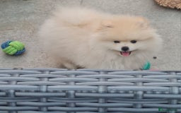 Pomeranian dogs for sale: Stunning Teddy purebreed Russian/Ukrainian poms in Basildon - Image 3