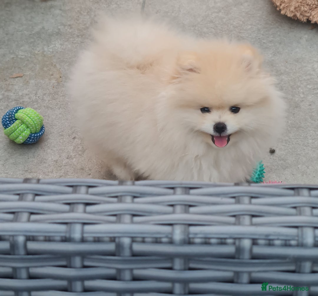 Pomeranian dogs for sale: Stunning Teddy purebreed Russian/Ukrainian poms in Basildon - Image 3