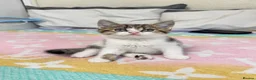 British Shorthair cats for sale: Four Beautiful BSH Tabby Kittens  - Advert 14