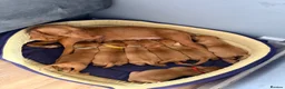 Hungarian Vizsla dogs for sale: Short haired Hungarian Viszla - Advert 1