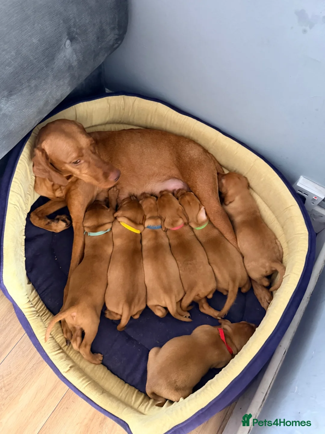 Hungarian Vizsla dogs for sale: Short haired Hungarian Viszla - Advert 1