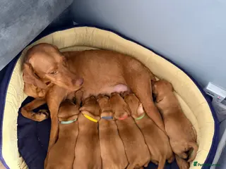 Hungarian Vizsla dogs Short haired Hungarian Viszla - Advert 5