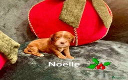 Cavapoo dogs for sale: ✨Beautiful Toy Cavapoo Puppies KC Reg parents✨ - Advert 18