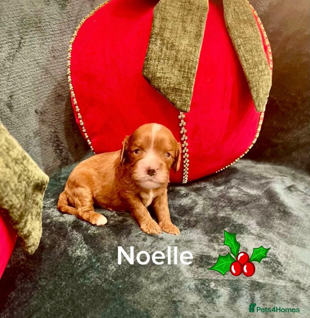 Cavapoo dogs for sale: ✨Beautiful Toy Cavapoo Puppies KC Reg parents✨ - Advert 18