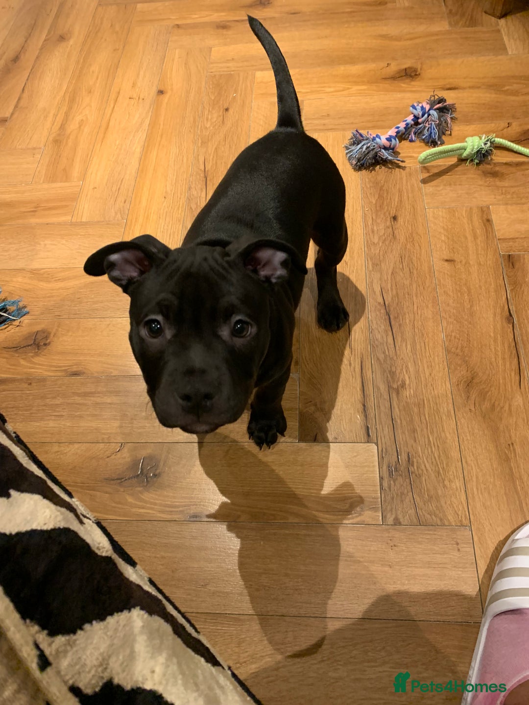 American Bully dogs for sale: Pocket bully pup - Image 1