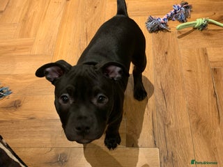 American Bully dogs - Advert 6