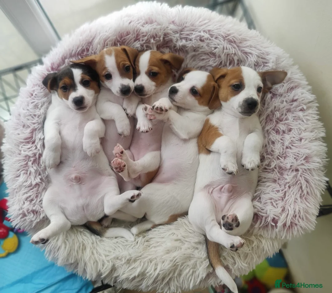 Jack Russell dogs for stud: Handsome Tan miniature Jack Russell for stud in Hemel Hempstead - Advert 8