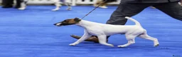 Fox Terrier dogs for sale: Both parents are top winning pedigree dogs in Swindon - Advert 3