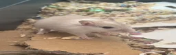 Gerbil rodents for sale: Adorable baby gerbils in Belper - Advert 5