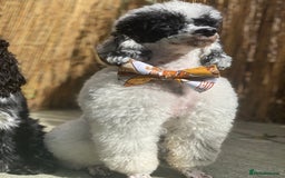 Toy Poodle dogs for stud: Parti Toy Poodle KCregistered PRA PRCD NEG proven - Image 14