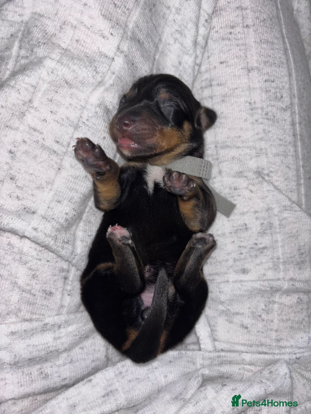 Dachshund dogs for sale: Miniature and standards dachshund pups - Advert 4