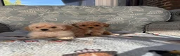 Cavapoochon dogs for sale: Beautiful Cavapoochon Puppies - Ready Now  - Advert 25