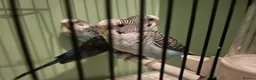 Budgerigars birds for sale: Black face and black wing budgies - Advert 8