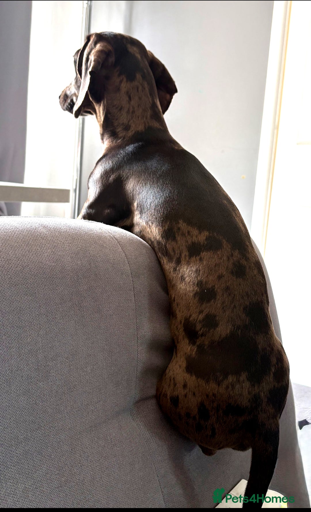 Miniature Dachshund dogs for stud: Miniature grey/black dapple Daschund for Stud - Advert 2