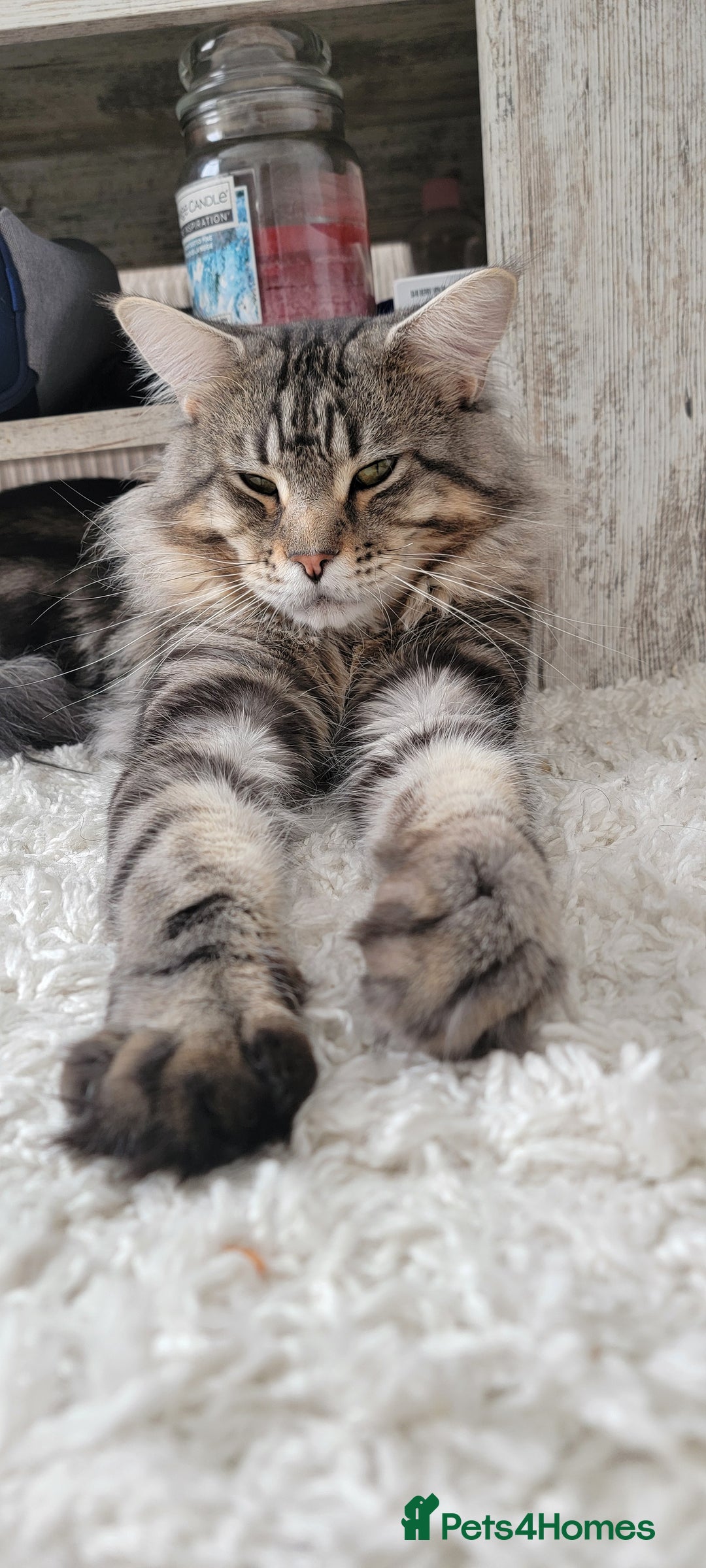 Maine Coon cats for sale: Adorable Maine Coon Boy looking for a Loving Home  - Advert 5