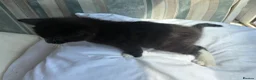 Mixed Breed cats for sale: Beautiful bengal cross kittens - Advert 10