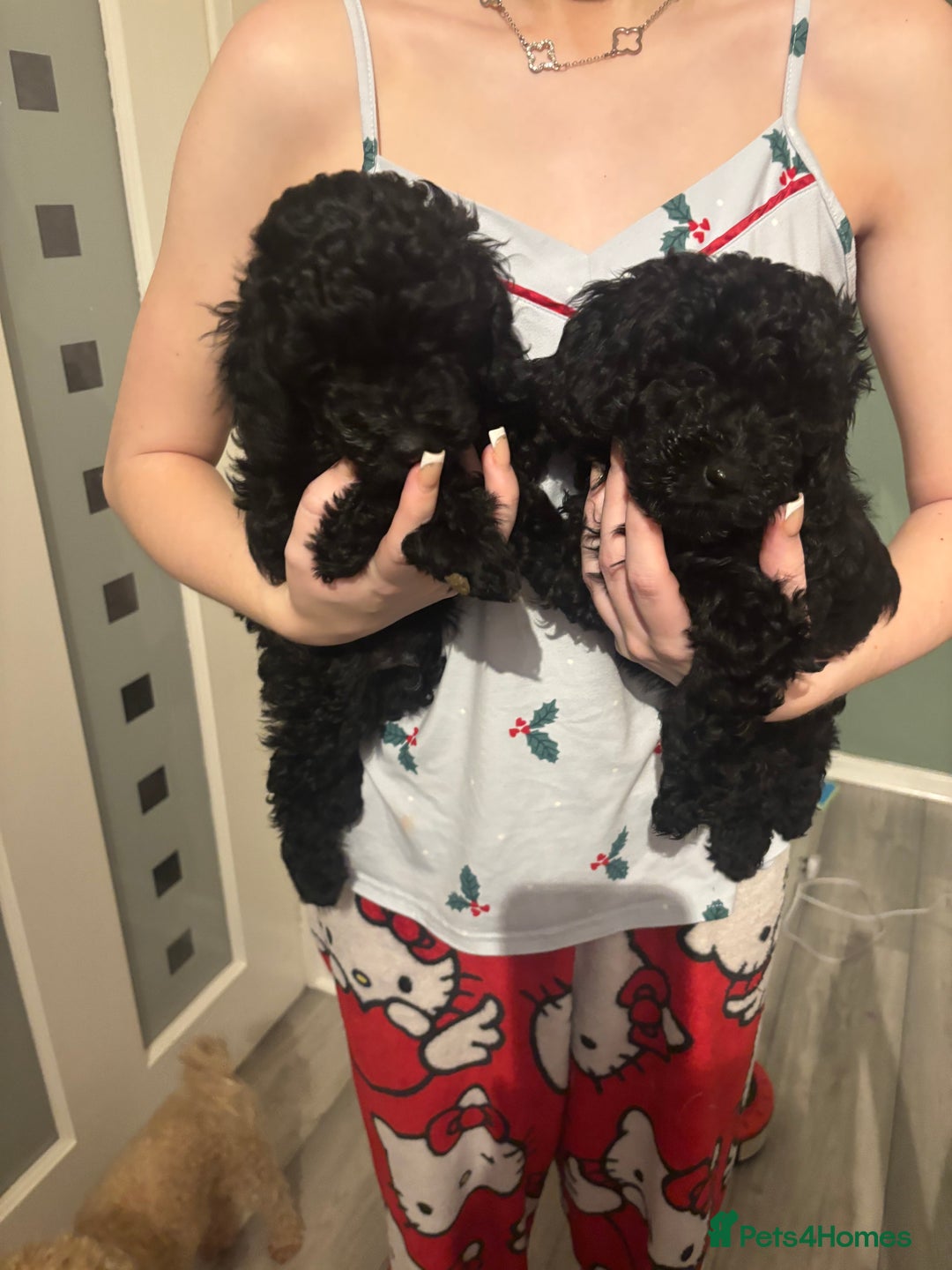 Toy Poodle dogs for sale: Toy poodle boy ready to leave now - Advert 5