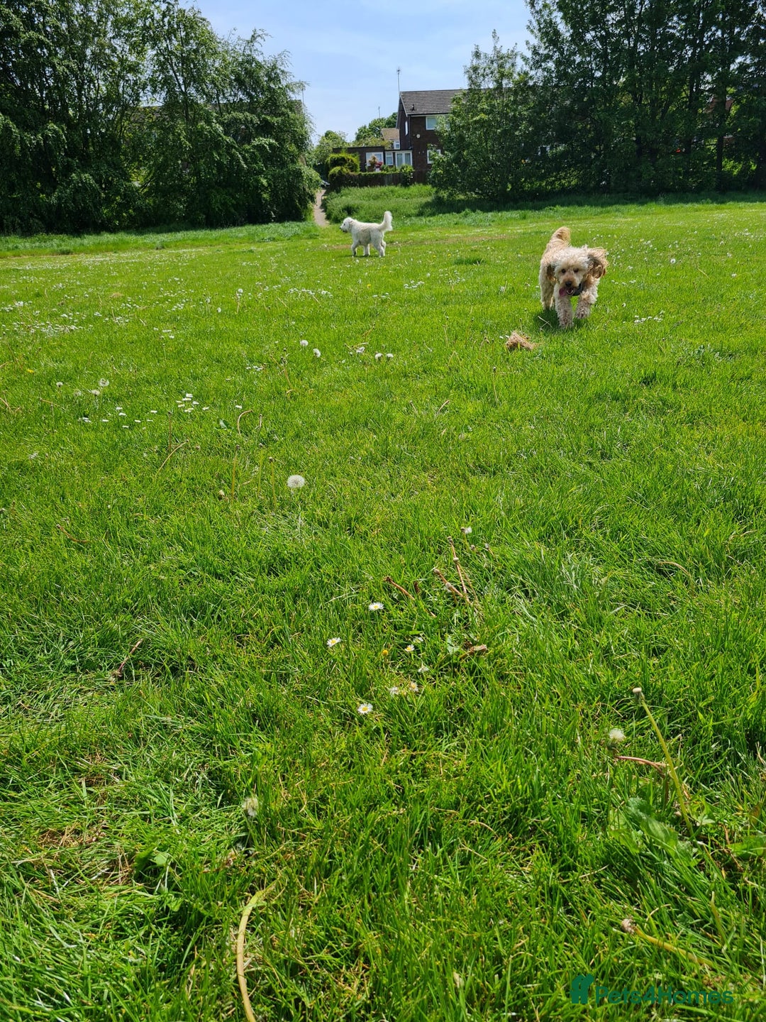 Cockapoo dogs for sale: Gorgeous cockapoo puppies, 2 boys and 2 girls - Advert 37