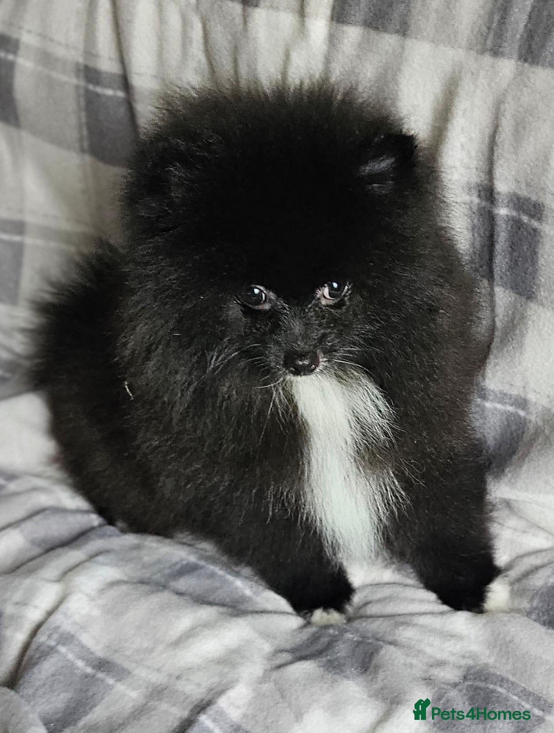 Pomeranian dogs One Boy KC POMERANIAN’S AVAILABLE  - Advert 2