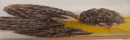 Quail poultry for sale: Mearns Quail Chicks - Advert 5