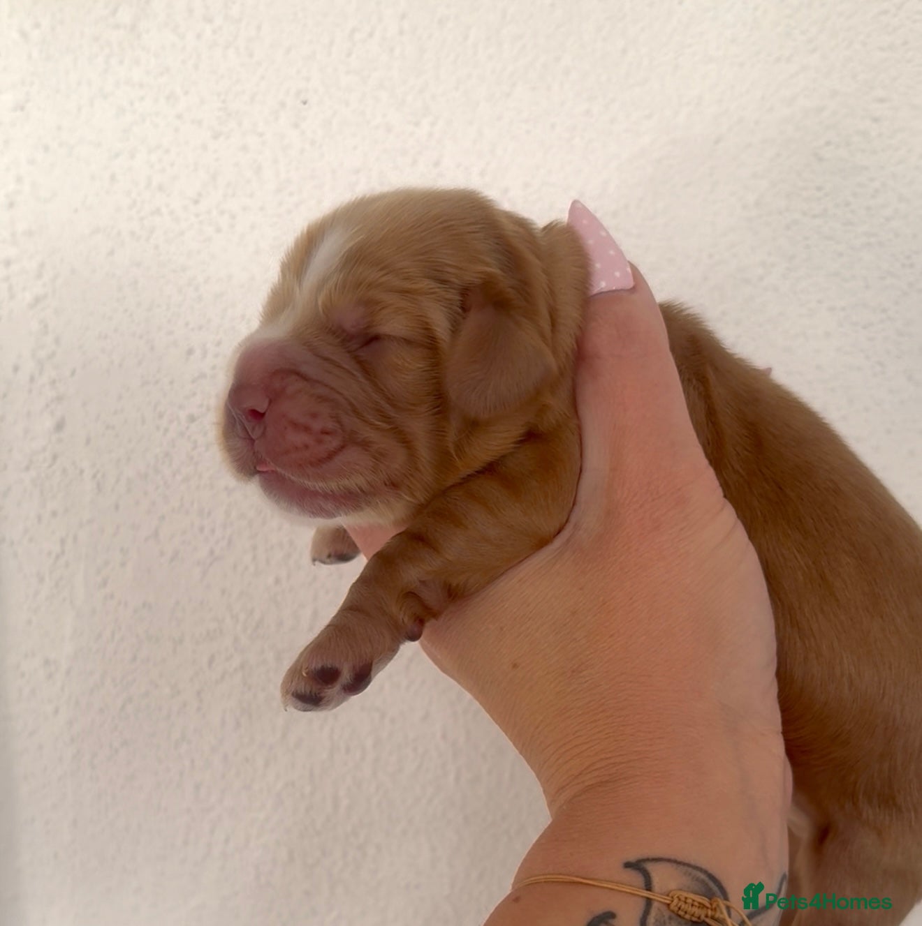 Cocker Spaniel dogs KC Show Cocker Spaniel puppy’s  - Advert 10