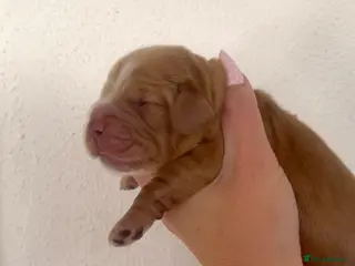 Cocker Spaniel dogs KC Show Cocker Spaniel puppy’s - Advert 10