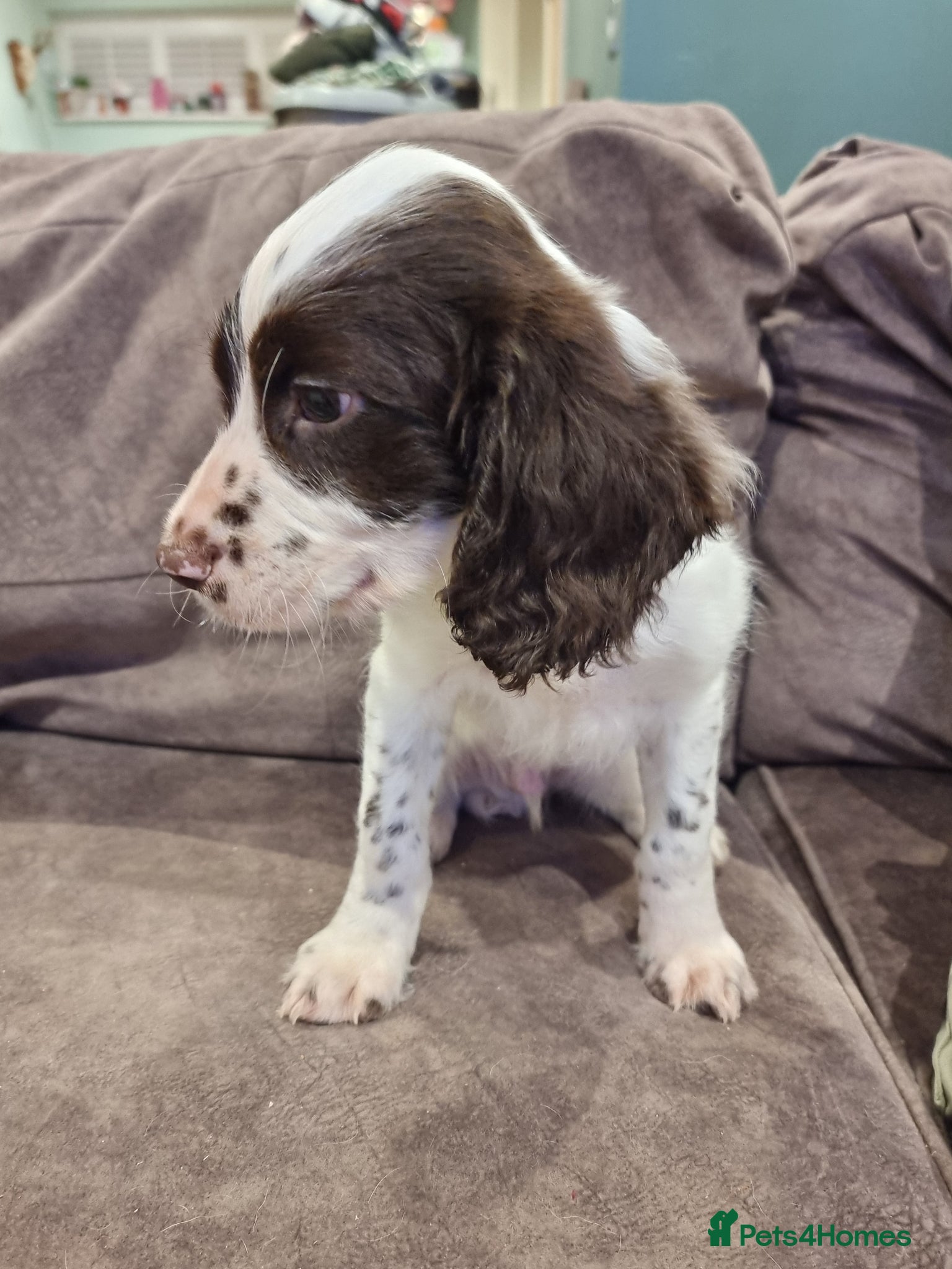 English Springer Spaniel dogs Working English Springer Spaniel - Advert 4